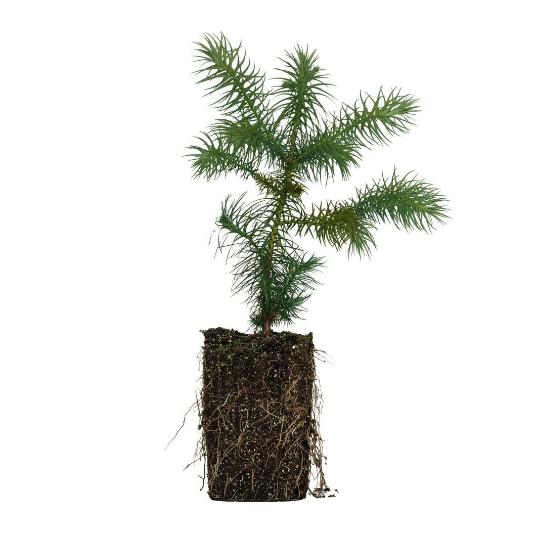 China Fir | XL Tree Seedling | The Jonsteen Company