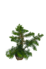 Load image into Gallery viewer, China Fir | XL Tree Seedling | The Jonsteen Company