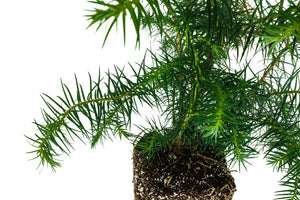 China Fir | XL Tree Seedling | The Jonsteen Company