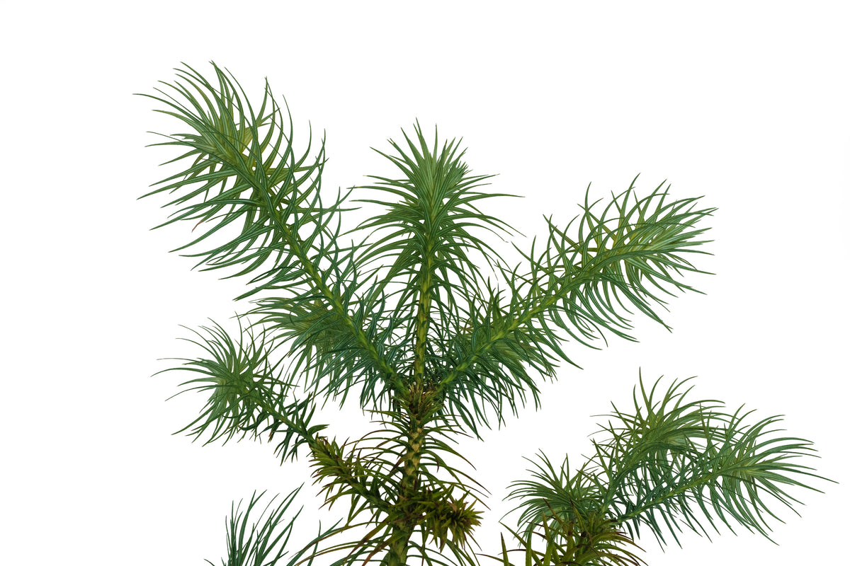 China Fir | XL Tree Seedling – The Jonsteen Company