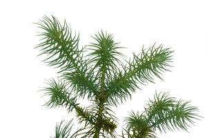 China Fir | XL Tree Seedling | The Jonsteen Company