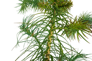 China Fir | XL Tree Seedling | The Jonsteen Company
