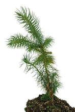 Load image into Gallery viewer, China Fir | XL Tree Seedling | The Jonsteen Company