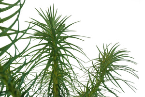 China Fir | XL Tree Seedling | The Jonsteen Company