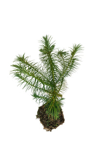 China Fir | XL Tree Seedling | The Jonsteen Company