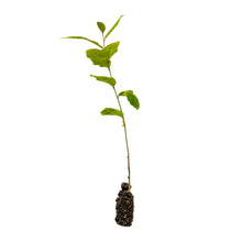 Load image into Gallery viewer, Chinese Chestnut | Medium Tree Seedling | The Jonsteen Company