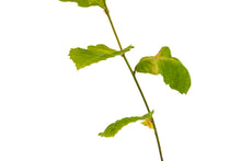 Load image into Gallery viewer, Chinese Chestnut | Medium Tree Seedling | The Jonsteen Company