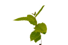 Load image into Gallery viewer, Chinese Chestnut | Medium Tree Seedling | The Jonsteen Company