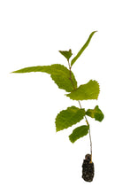 Load image into Gallery viewer, Chinese Chestnut | Medium Tree Seedling | The Jonsteen Company