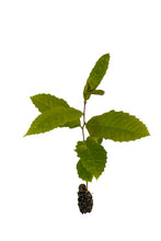 Load image into Gallery viewer, Chinese Chestnut | Medium Tree Seedling | The Jonsteen Company