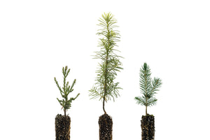 Christmas Tree Trio | Collection of 3 Seedlings | The Jonsteen Company