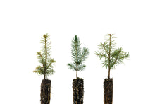 Load image into Gallery viewer, Christmas Tree Trio | Collection of 3 Seedlings | The Jonsteen Company