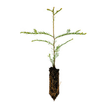 Load image into Gallery viewer, Clonal Redwood | Fast-Growing Forestry Seedling | The Jonsteen Company