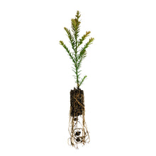 Load image into Gallery viewer, Clonal Coast Redwood | Small-Sized Fast-Growing Forestry Sapling