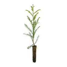 Load image into Gallery viewer, Clonal Coast Redwood | Small-Sized Fast-Growing Forestry Sapling