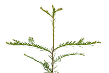 Load image into Gallery viewer, Clonal Redwood | Fast-Growing Forestry Seedling | The Jonsteen Company