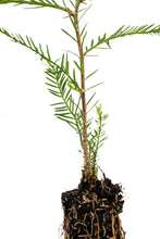 Load image into Gallery viewer, Clonal Redwood | Fast-Growing Forestry Seedling | The Jonsteen Company