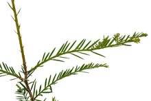 Load image into Gallery viewer, Clonal Redwood | Fast-Growing Forestry Seedling | The Jonsteen Company