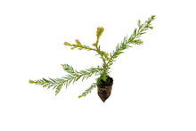 Load image into Gallery viewer, Clonal Redwood | Fast-Growing Forestry Seedling | The Jonsteen Company