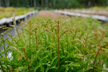 Load image into Gallery viewer, Clonal Redwood | Fast-Growing Forestry Seedling | The Jonsteen Company