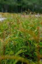 Load image into Gallery viewer, Clonal Redwood | Fast-Growing Forestry Seedling | The Jonsteen Company