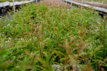 Load image into Gallery viewer, Clonal Redwood | Fast-Growing Forestry Seedling | The Jonsteen Company