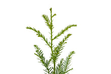 Load image into Gallery viewer, Clonal Coast Redwood | Small-Sized Fast-Growing Forestry Sapling