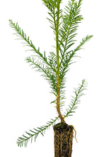 Load image into Gallery viewer, Clonal Coast Redwood | Small-Sized Fast-Growing Forestry Sapling