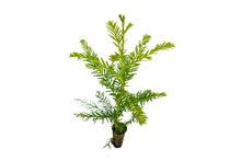 Load image into Gallery viewer, Clonal Coast Redwood | Small-Sized Fast-Growing Forestry Sapling