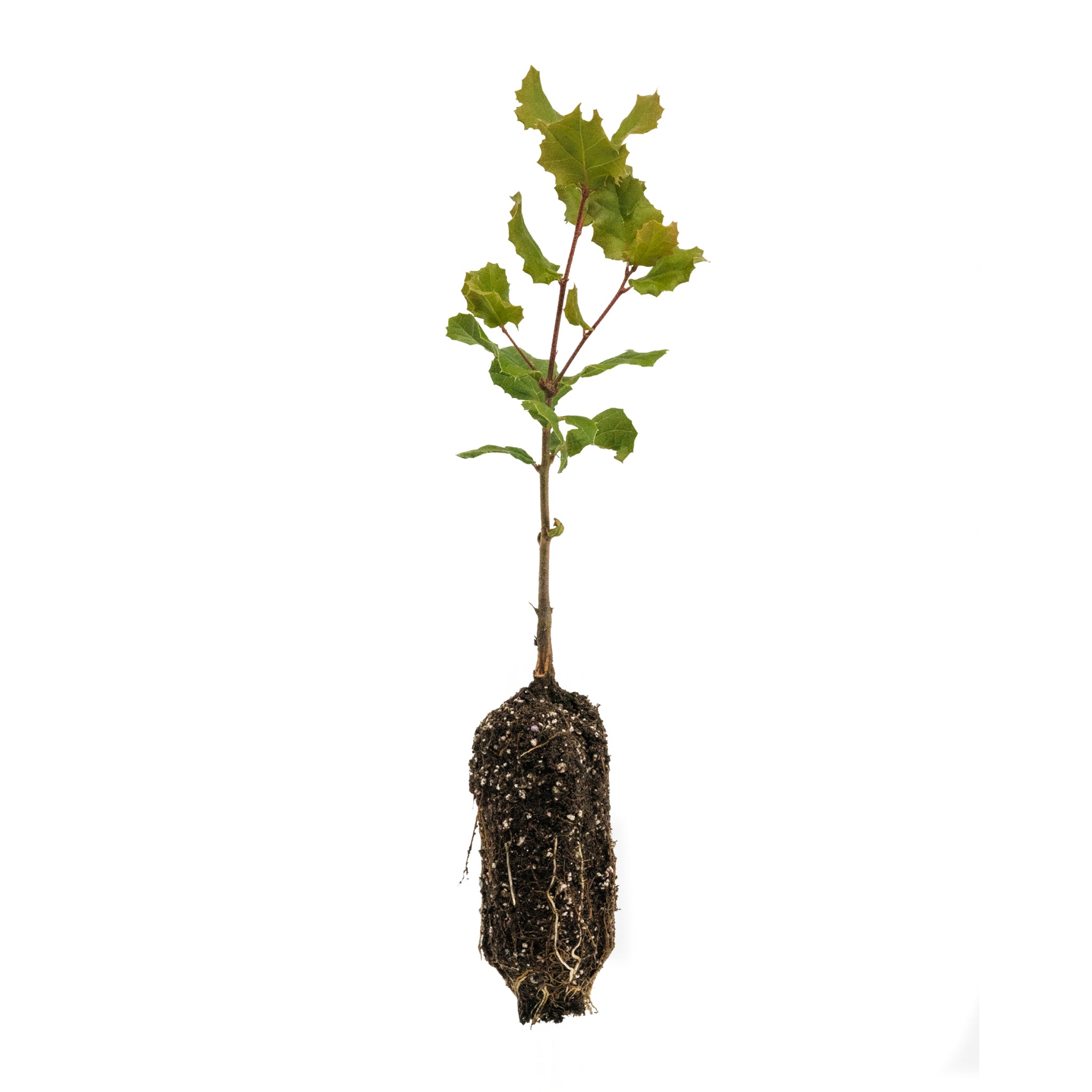 bonsai oak tree from sapling Coast Live Oak