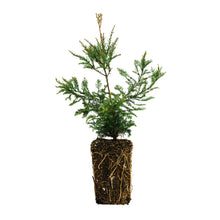 Load image into Gallery viewer, Coast Redwood | XL Tree Seedling | The Jonsteen Company