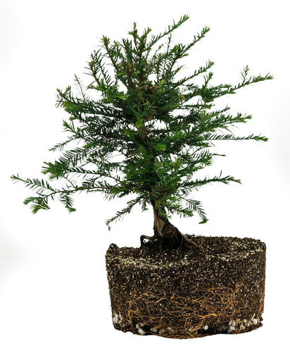 Bonsai Special | Coast Redwood (F5)