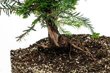 Load image into Gallery viewer, Bonsai Special | Coast Redwood (F5)