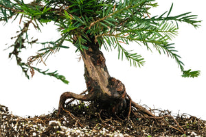 Bonsai Special | Coast Redwood (F5)