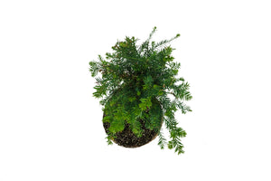 Bonsai Special | Coast Redwood (F5)