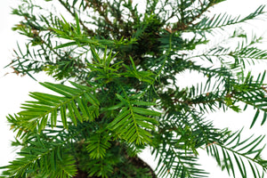 Bonsai Special | Coast Redwood (F5)