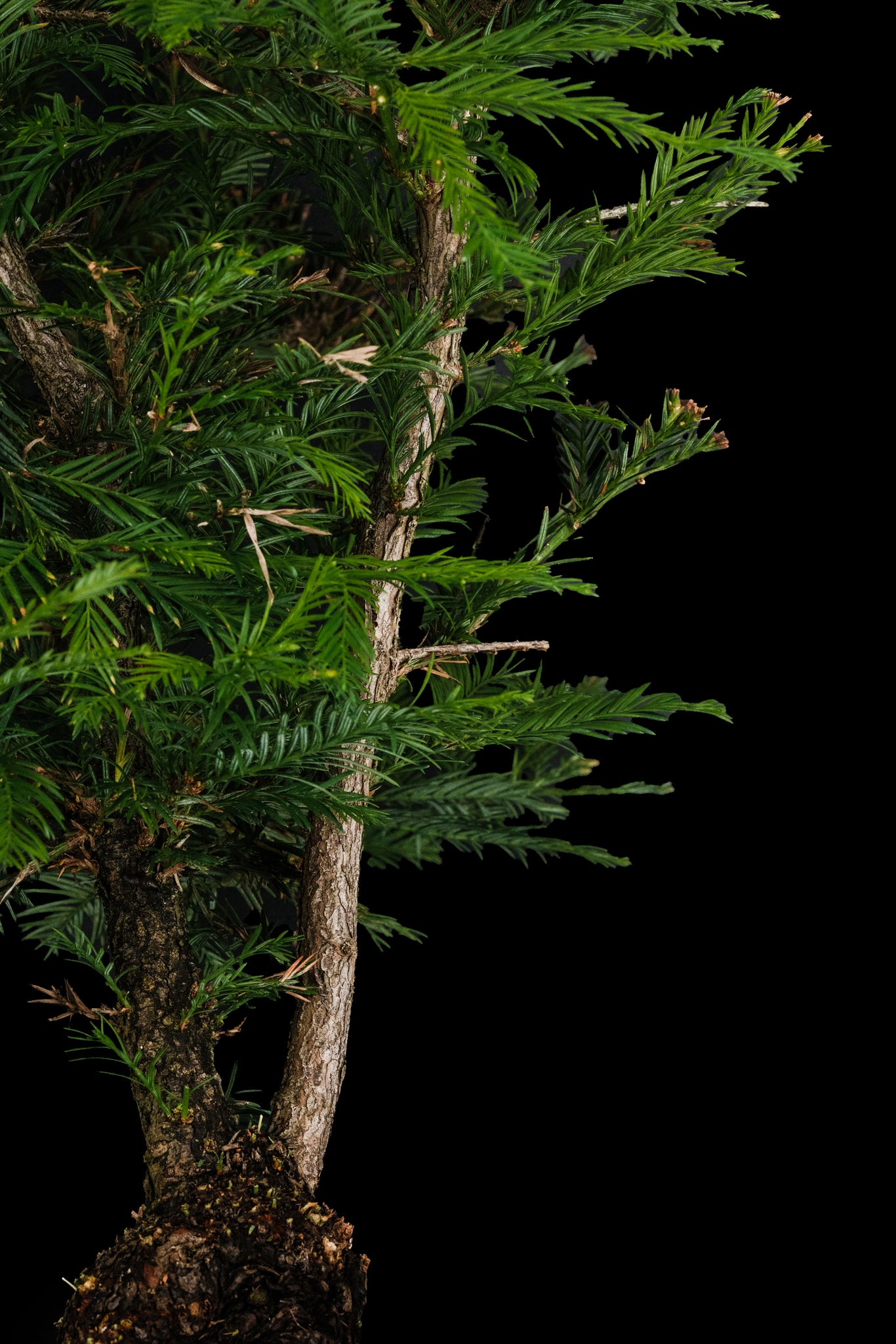 coast redwood bonsai tree Bonsai Special