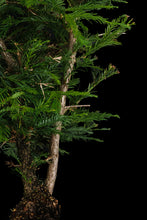 Load image into Gallery viewer, Bonsai Special | Coast Redwood (E3)