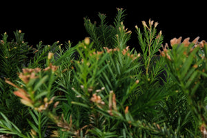 Bonsai Special | Coast Redwood (E3)