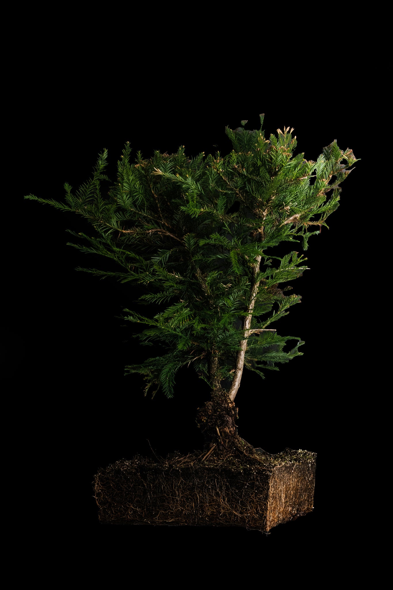 coast redwood bonsai tree Bonsai Special