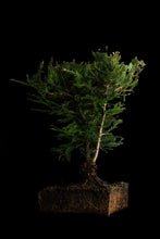 Load image into Gallery viewer, Bonsai Special | Coast Redwood (E3)