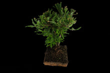 Load image into Gallery viewer, Bonsai Special | Coast Redwood (E3)