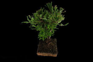 Bonsai Special | Coast Redwood (E3)