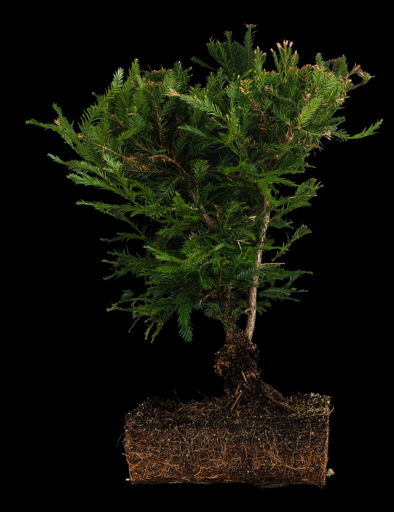 Bonsai Special | Coast Redwood (E3)  The Jonsteen Company