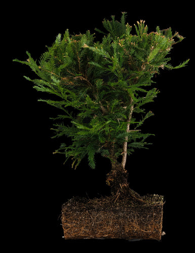 Bonsai Special | Coast Redwood (E3)