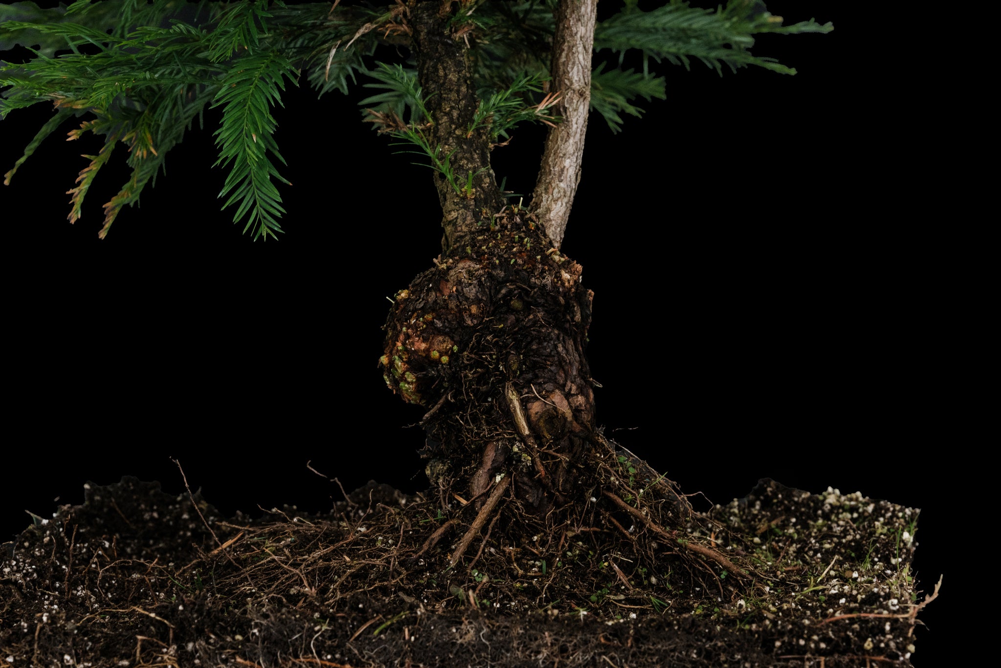 coast redwood bonsai tree Bonsai Special
