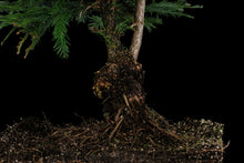 Load image into Gallery viewer, Bonsai Special | Coast Redwood (E3)