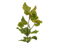 Load image into Gallery viewer, Coast Live Oak | Medium Tree Seedling | The Jonsteen Company
