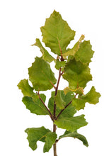 Load image into Gallery viewer, Coast Live Oak | Medium Tree Seedling | The Jonsteen Company