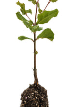 Load image into Gallery viewer, Coast Live Oak | Medium Tree Seedling | The Jonsteen Company